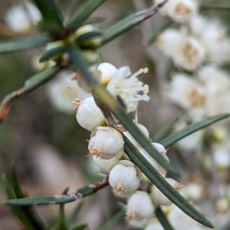 Hypocalymma angustifolium