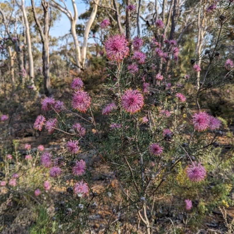 Isopogon formosus