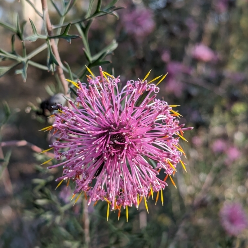 Isopogon formosus