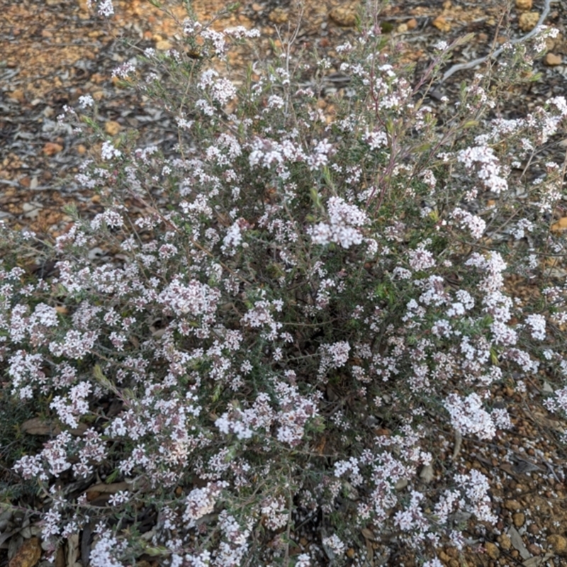 Leucopogon darlingensis