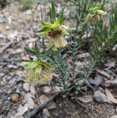 Pimelea suaveolens