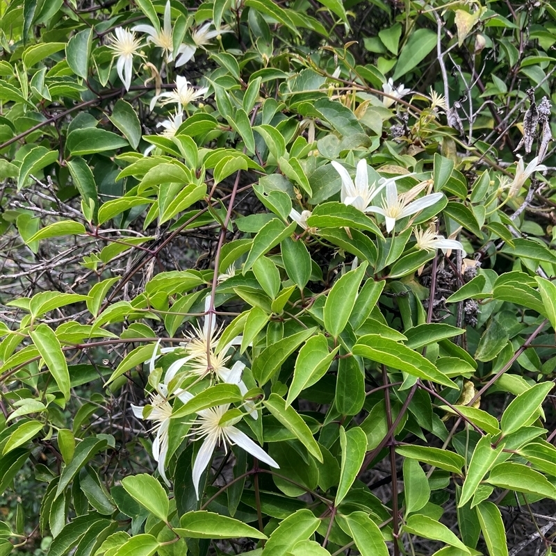 Clematis pubescens