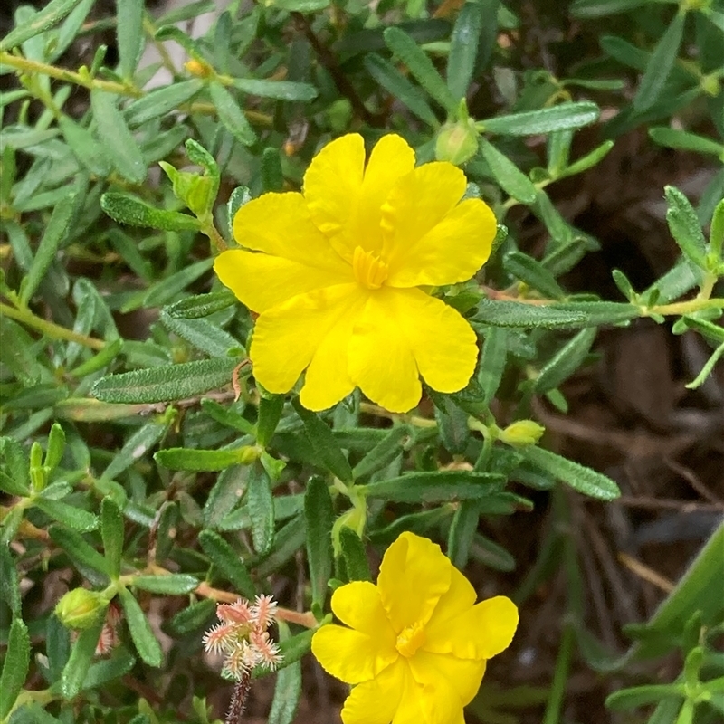 Hibbertia hypericoides