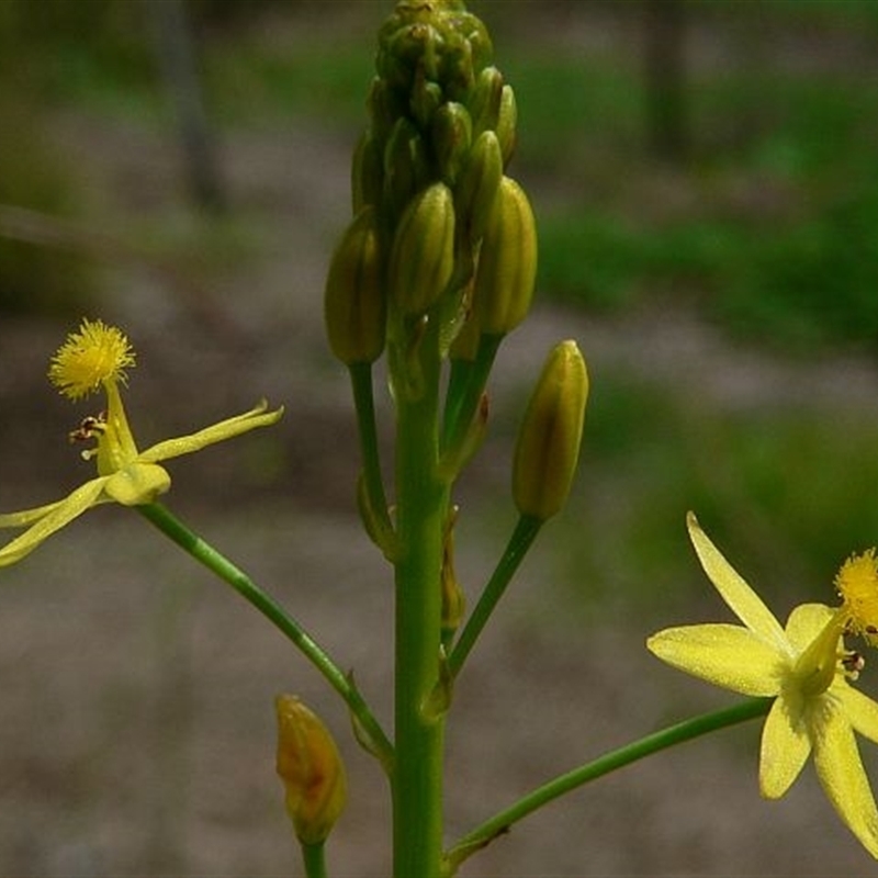 Bulbine semibarbata