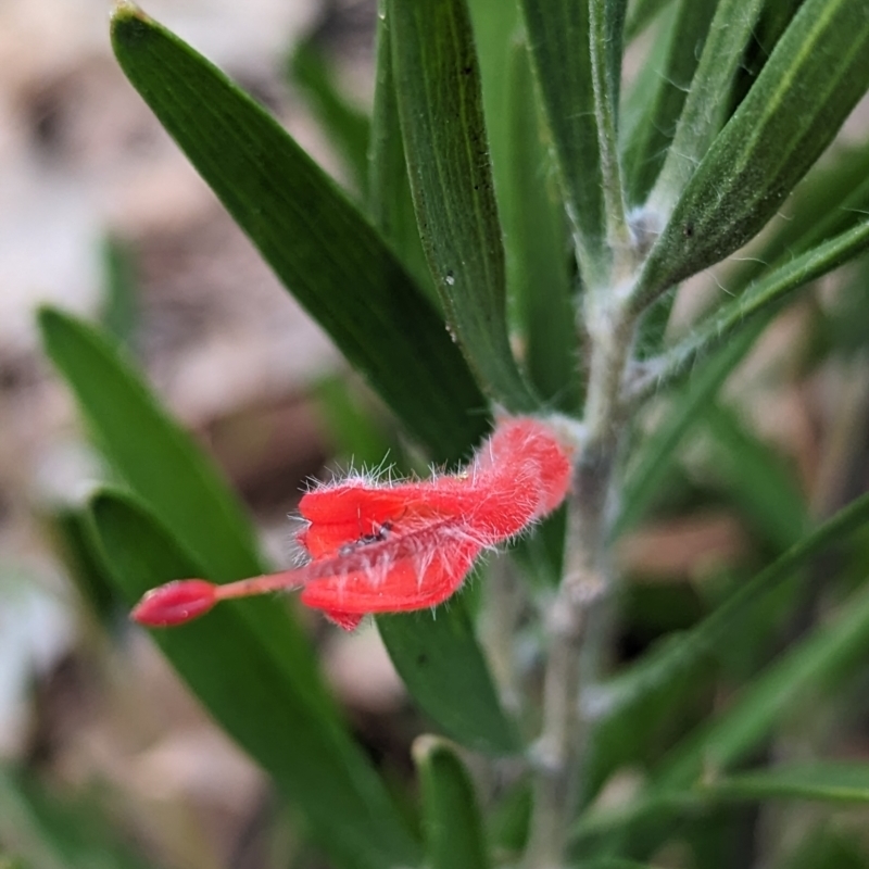 Adenanthos barbiger