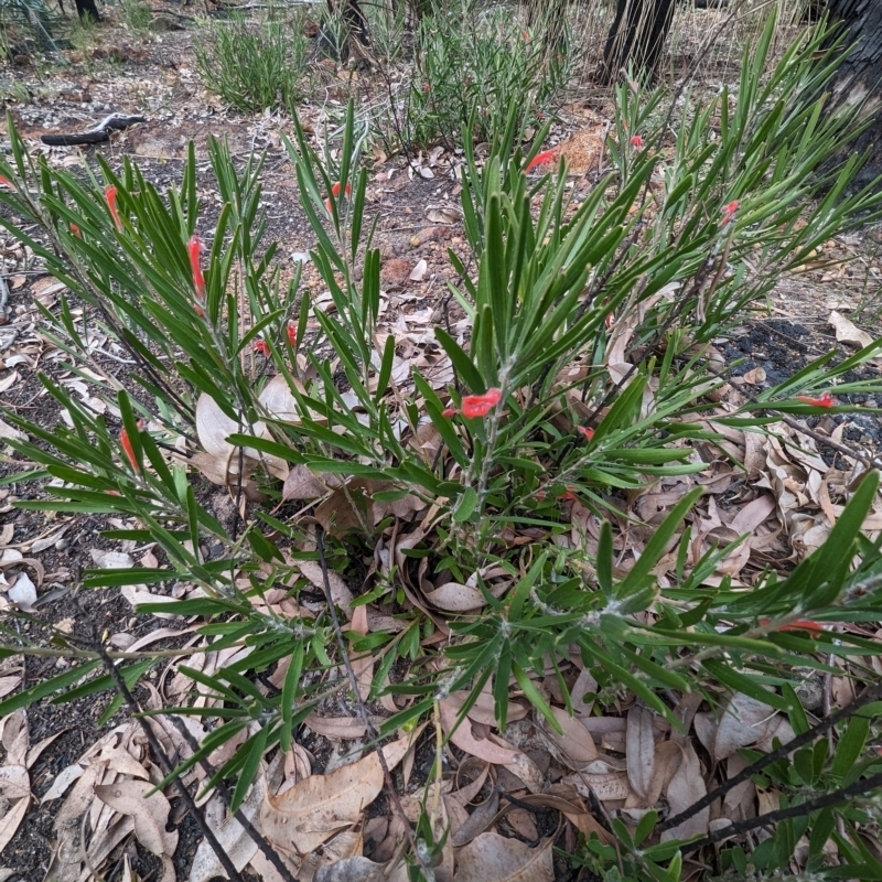 Adenanthos barbiger