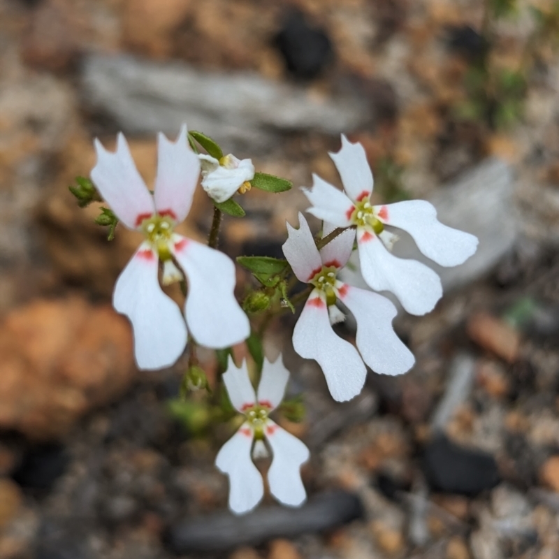 Stylidium androsaceum