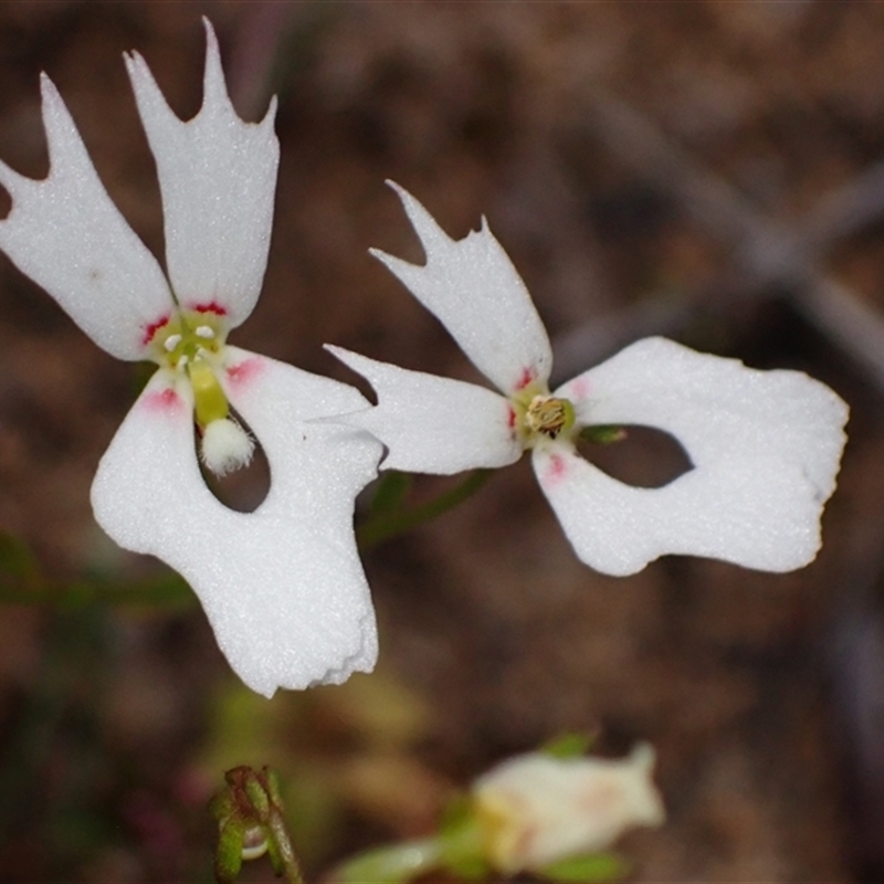 Stylidium androsaceum