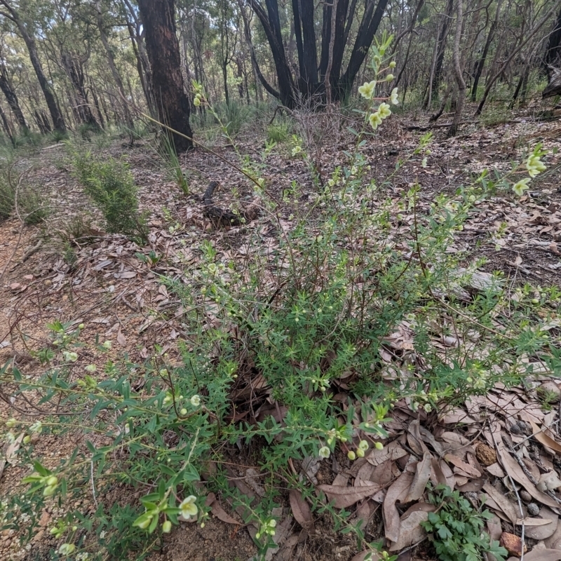 Phyllanthus calycinus