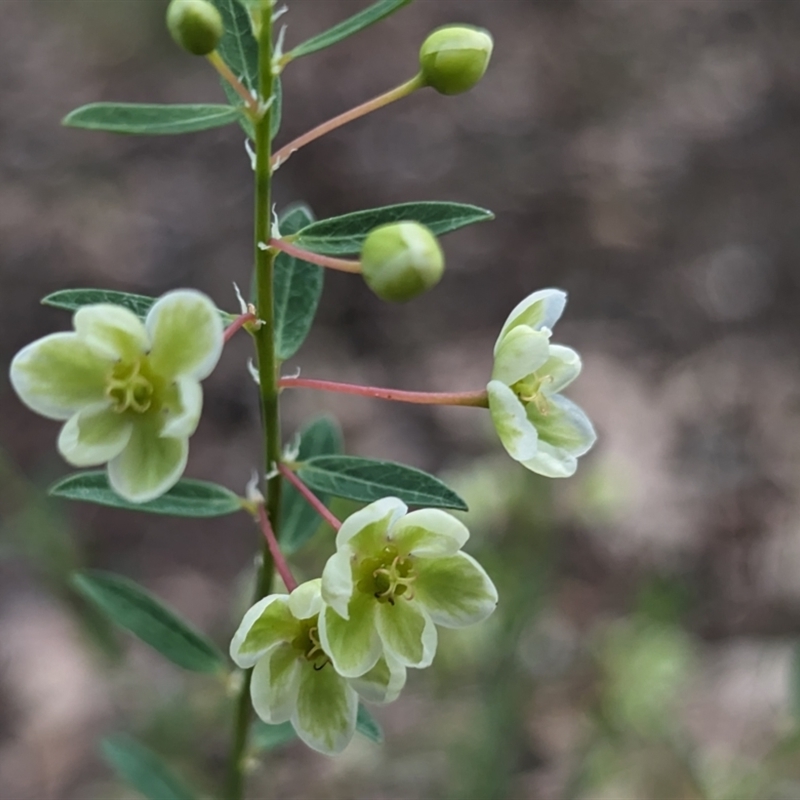 Phyllanthus calycinus