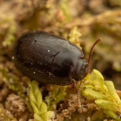 Archeocrypticidae sp. (family)