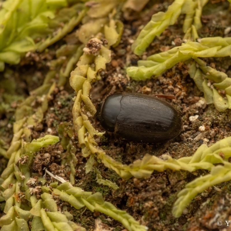 Archeocrypticidae sp. (family)