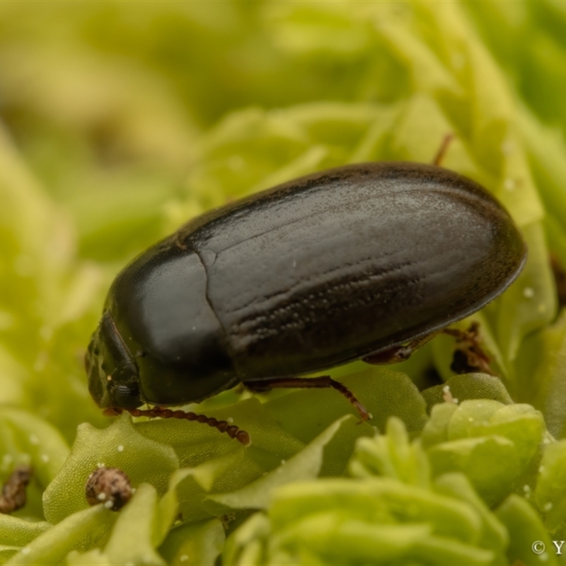 Archeocrypticidae sp. (family)