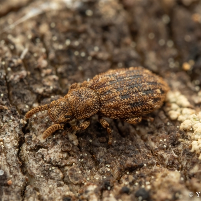 Zopheridae sp. (family)