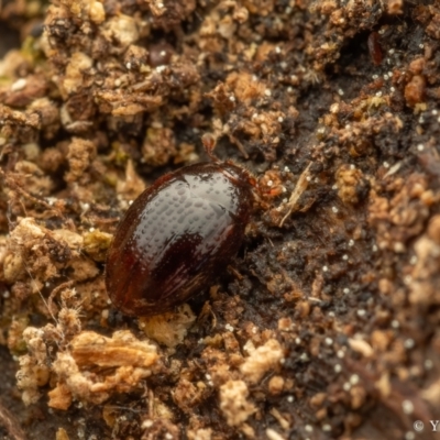 Black Bess Beetle - Mastachilus sp.