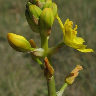 Bulbine sp. aff. glauca