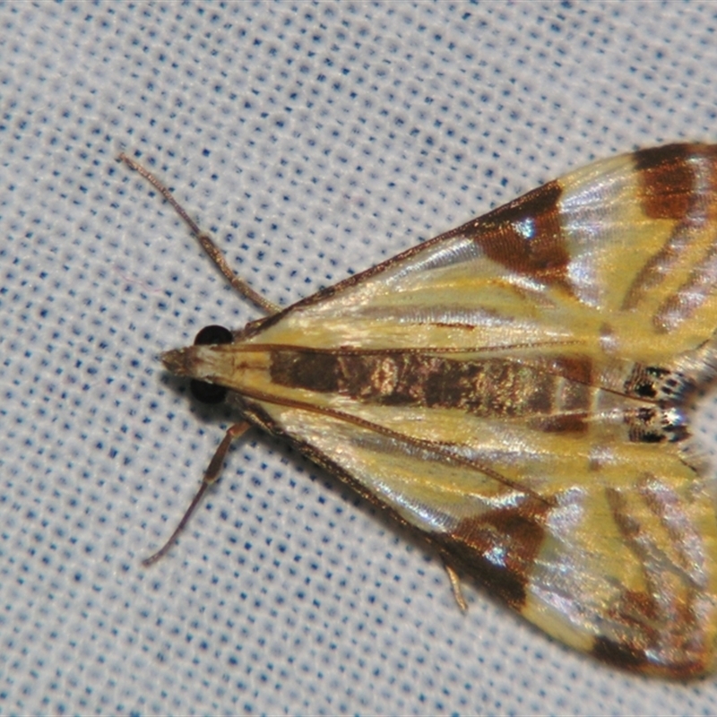 Talanga tolumnialis