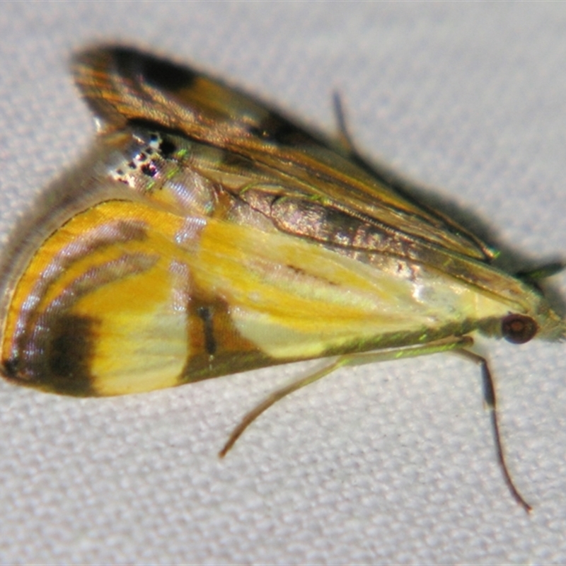 Talanga tolumnialis