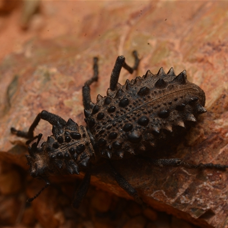 Acantholophus echinatus