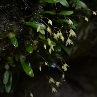 Bulbophyllum exiguum
