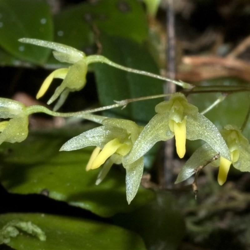 Bulbophyllum exiguum