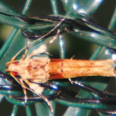 Pyroderces mesoptila