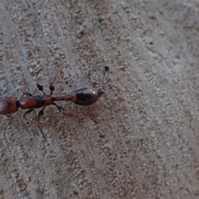 Podomyrma elongata