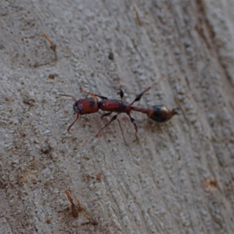 Podomyrma elongata