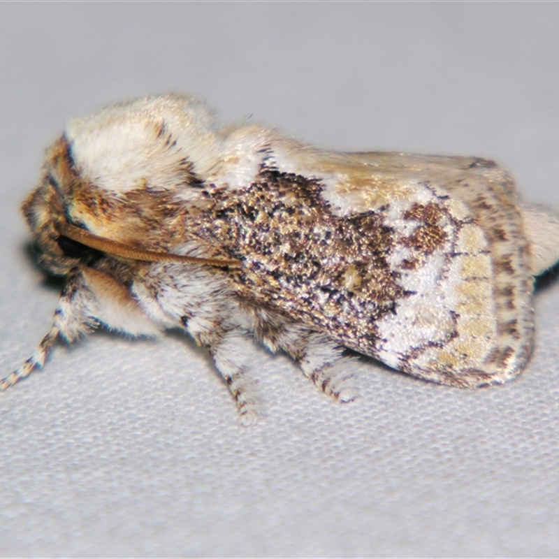 Mecytha fasciata