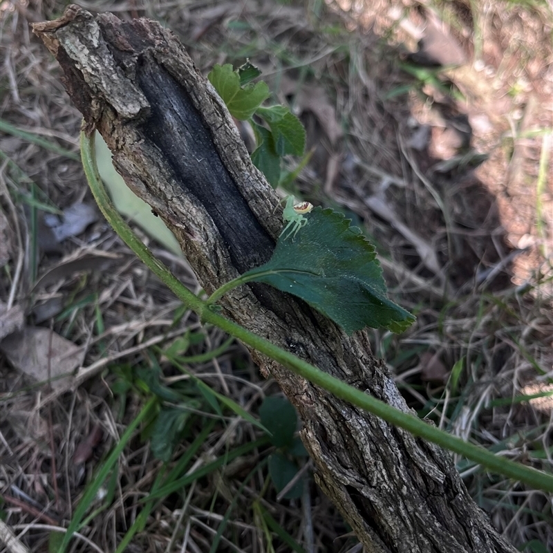 Lehtinelagia evanida