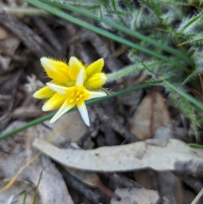 Conostylis setigera