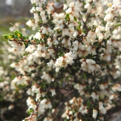 Cryptandra arbutiflora