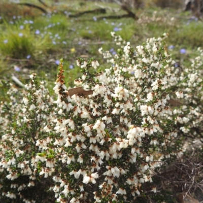 Cryptandra arbutiflora