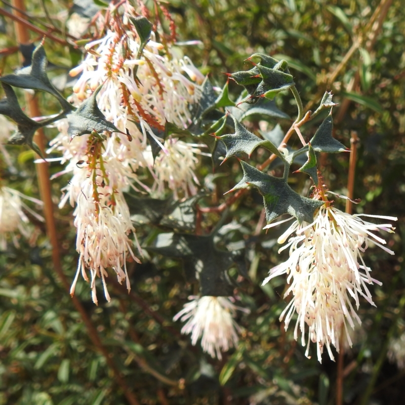 Grevillea tenuiflora