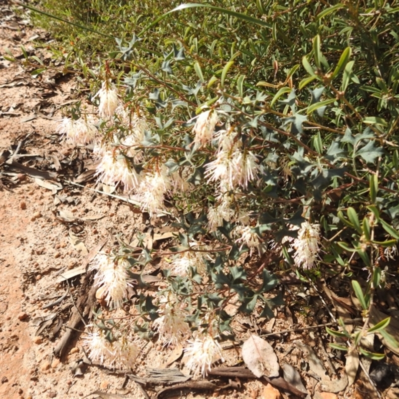 Grevillea tenuiflora