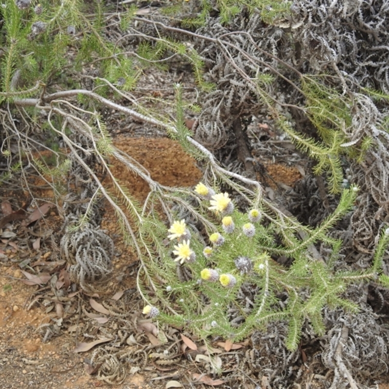 Petrophile ericifolia