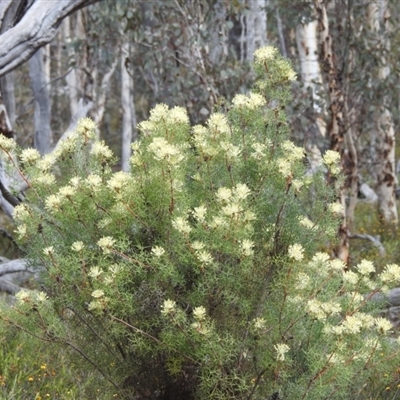 Petrophile divaricata