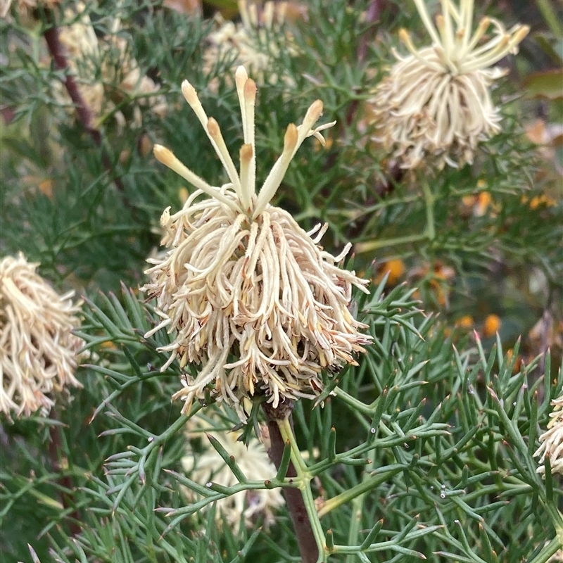 Petrophile divaricata