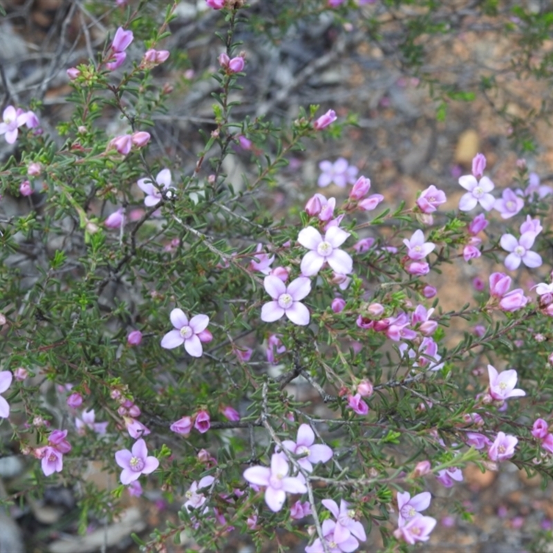 Boronia capitata