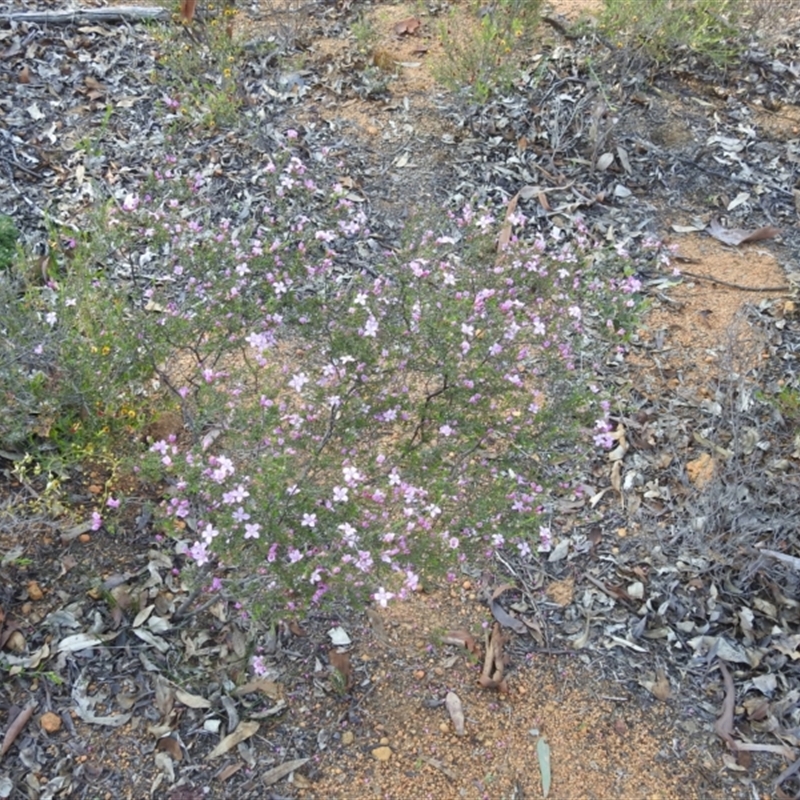 Boronia capitata