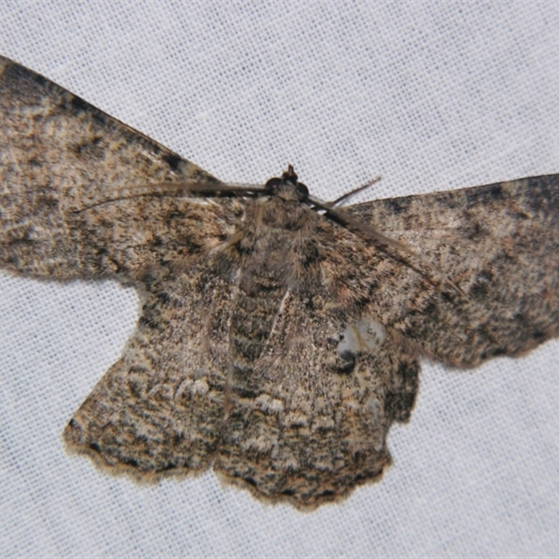 Hypodoxa erebusata