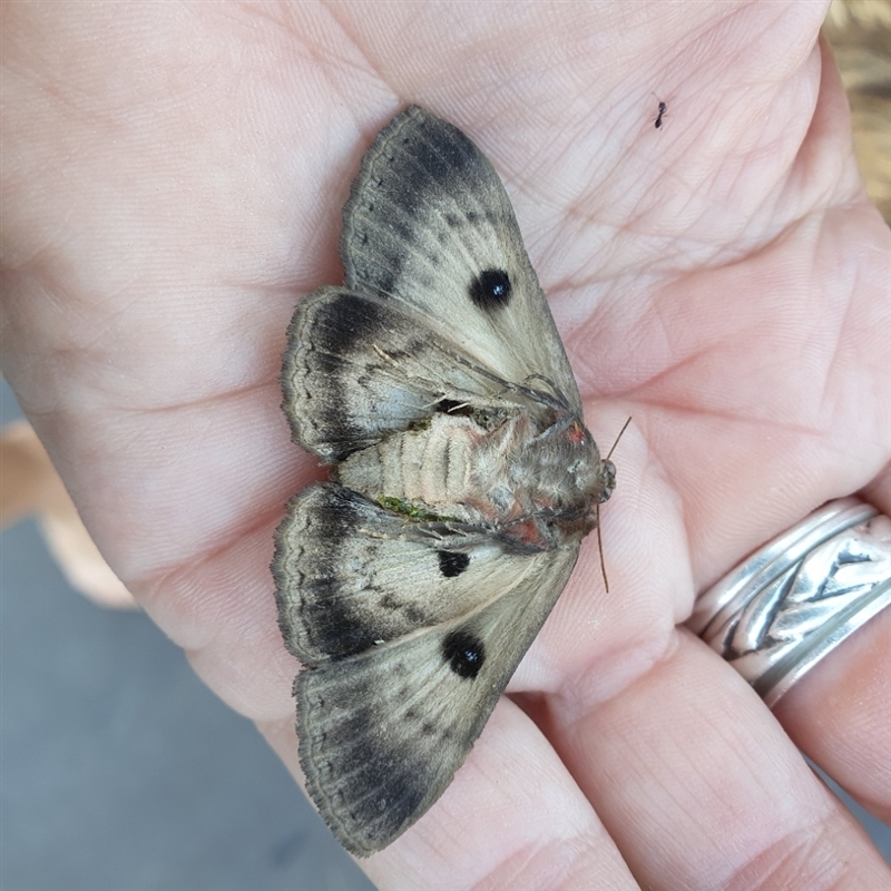 Underside