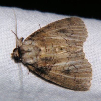 Alophosoma (genus)