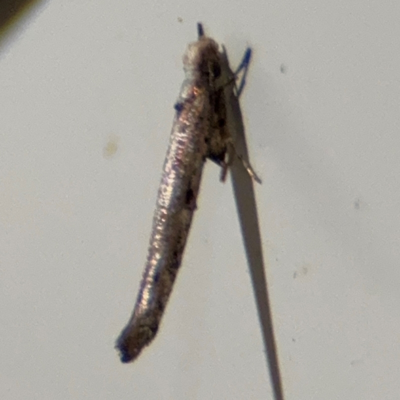 Epermeniidae (family)