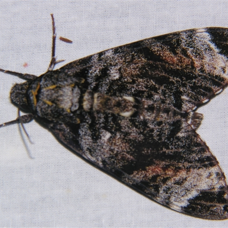 Tetrachroa edwardsi