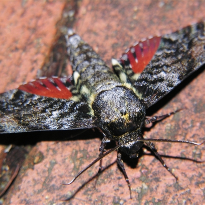 Tetrachroa edwardsi