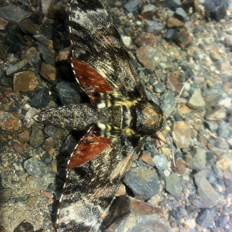 Tetrachroa edwardsi