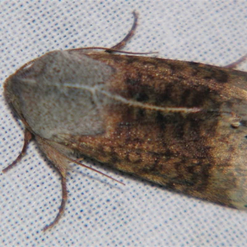 Helicoverpa prepodes