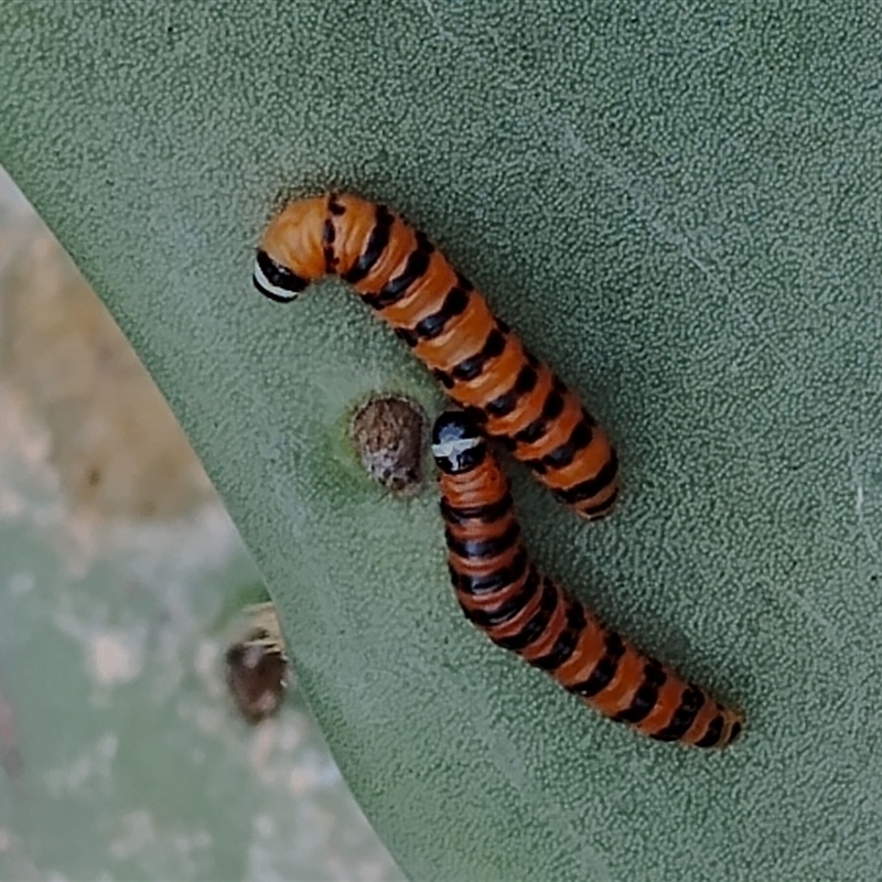 Cactoblastis cactorum