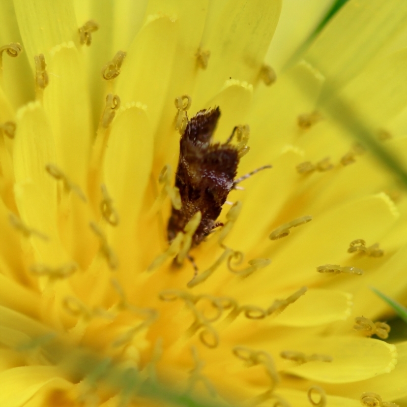 Asterivora (genus)